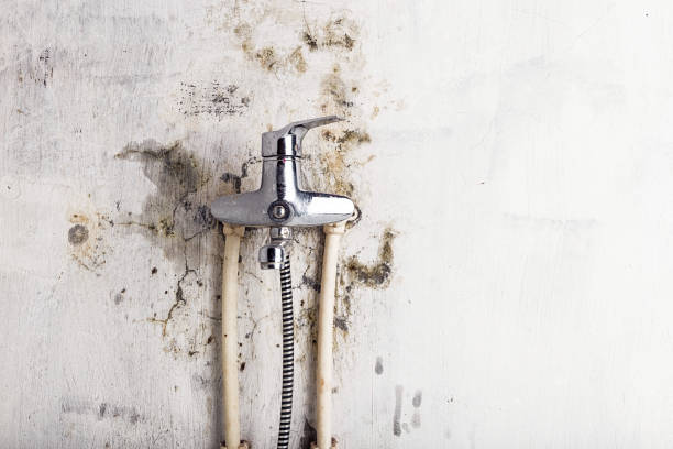 Best Insurance-Related Mold Remediation in Chenoweth, OR
