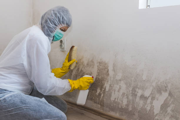Best Industrial Mold Remediation in Chenoweth, OR