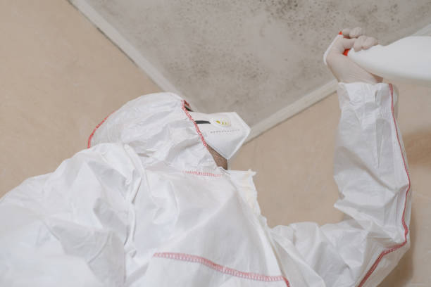 Best Post-Flood Mold Remediation in Chenoweth, OR